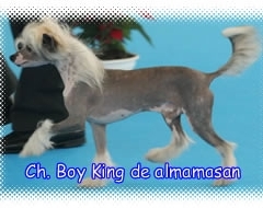 Boy King de Almamasan 