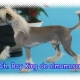 Boy King de Almamasan 