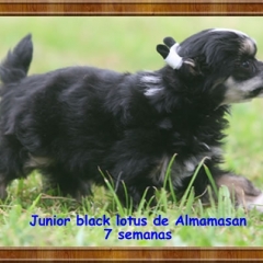 Junior blacd lotus de Almamasan